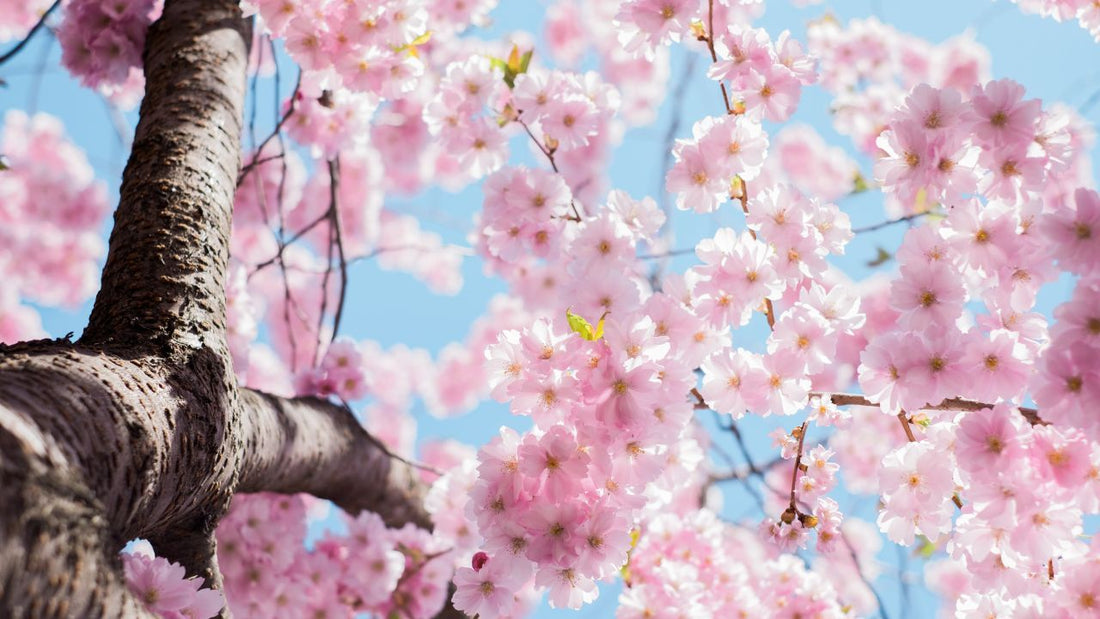 Cherry Blossom Season: Celebrating Spring's Pink Poetry